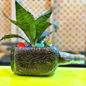 OLD MONK PLANTER -DWARF SANSEVIERIA - Buy Eco Friendly Products - Upycled, Organic, Fair Trade :: Green The Map